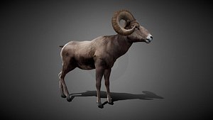 Animated Bighorn 3D Model