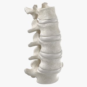 real human lumbar vertebrae 3D model
