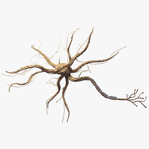 Nerve Cell