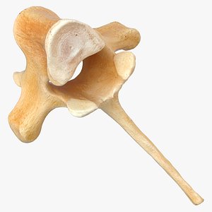 Kangaroo Red Necked Wallaby Thoracic Vertebrae TH4