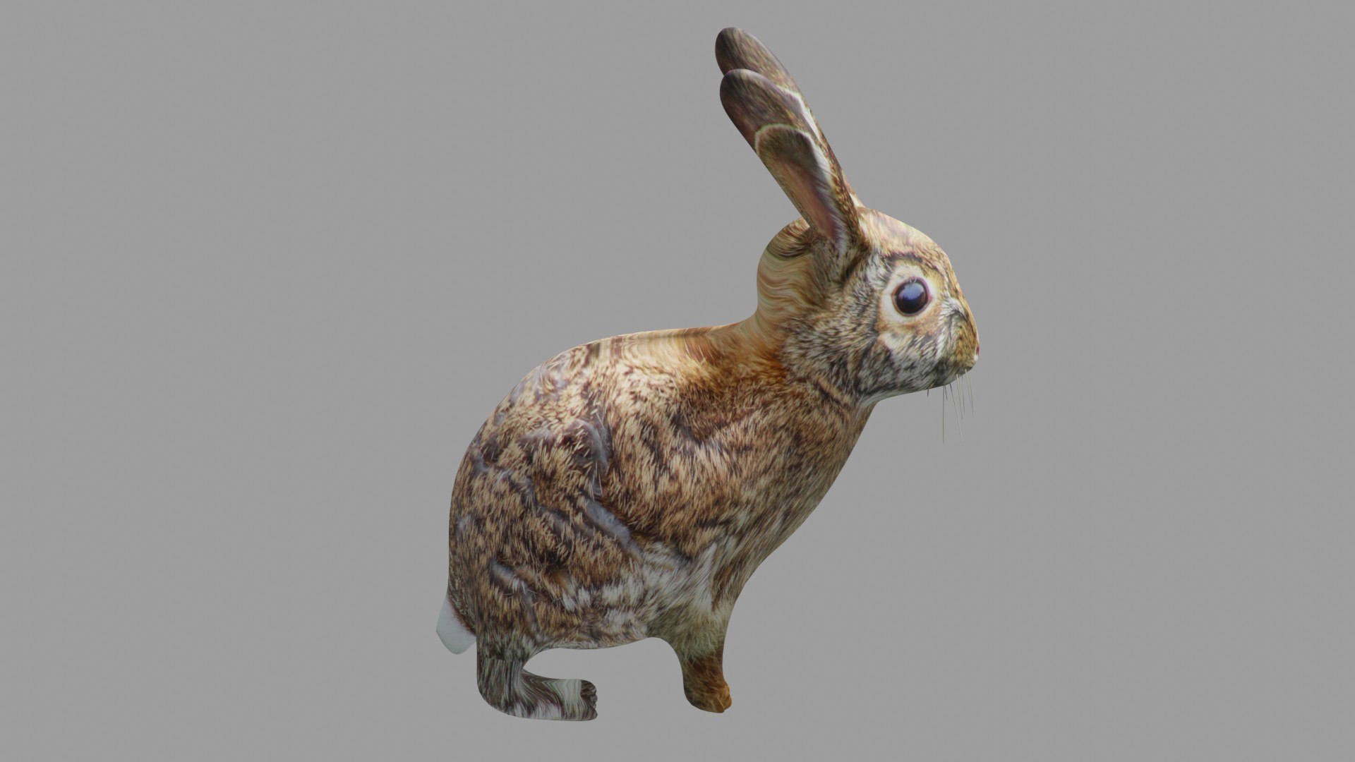 Rabbit OBJ 3D model - TurboSquid 2163319