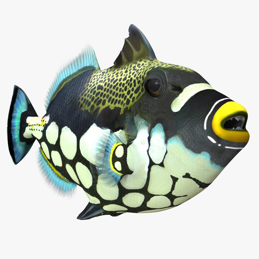 Clown Trigger Fish 3D model preview