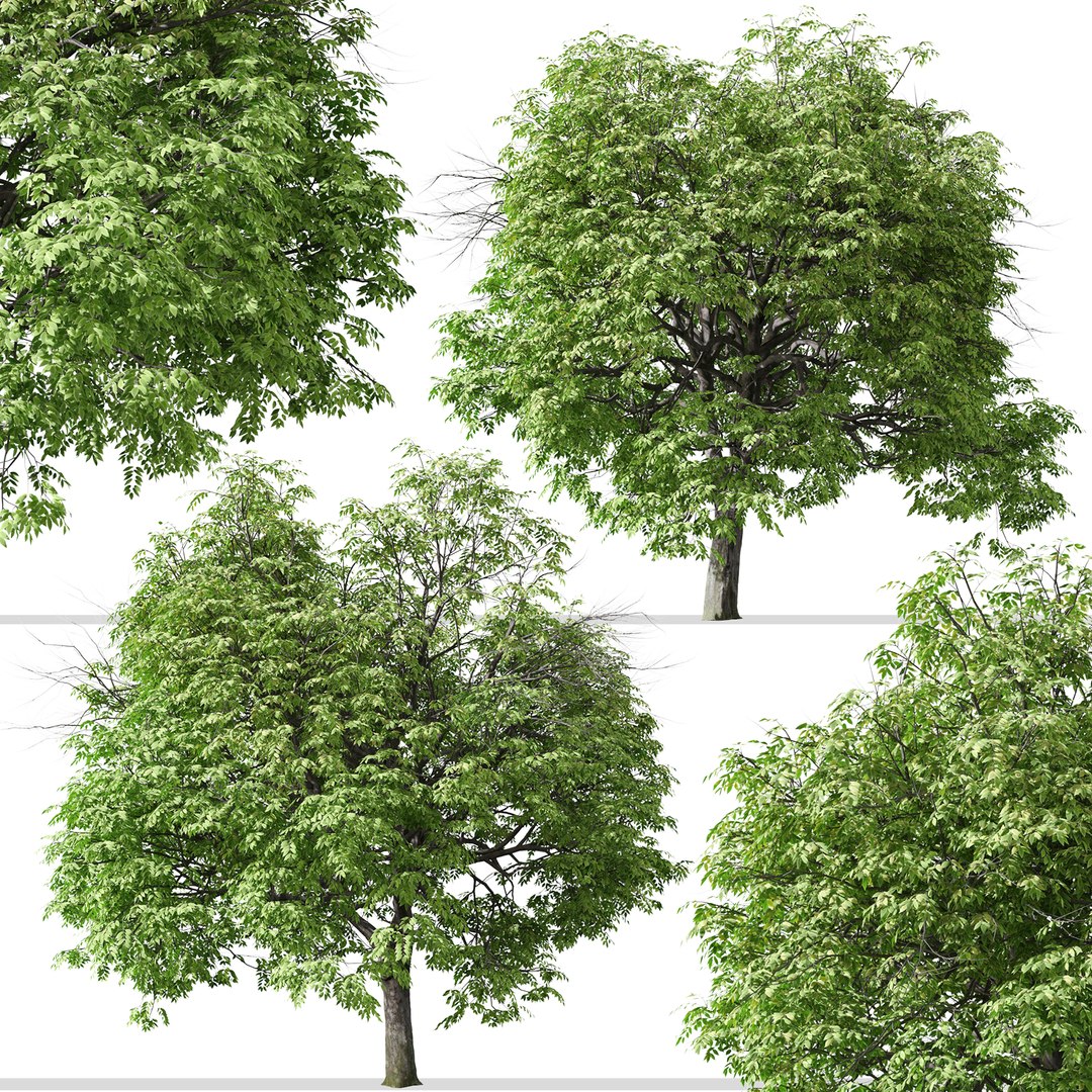 Set Of Butternut Or Juglans Cinerea Tree - 2 Trees Model - TurboSquid ...