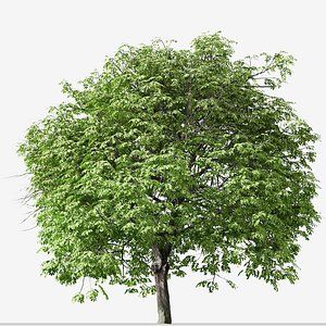 Set of Butternut or Juglans cinerea Tree - 2 Trees model
