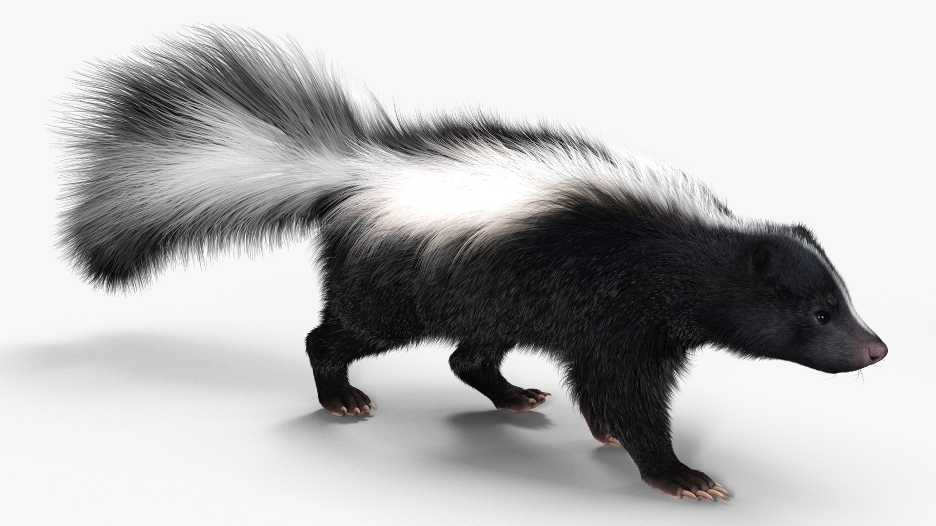 3D Walk Skunk Fur model - TurboSquid 2107284