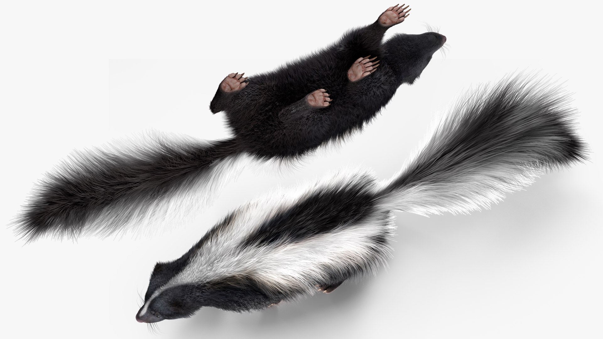 3D Walk Skunk Fur model https://p.turbosquid.com/ts-thumb/75/6wgBNp/HM/walkskunkfur3dmodel008/jpg/1691365978/1920x1080/fit_q87/b5218e911201990dff9f9d8f2d135e0429ede5e5/walkskunkfur3dmodel008.jpg