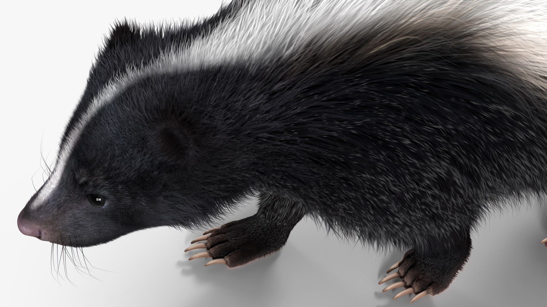 3D Walk Skunk Fur model https://p.turbosquid.com/ts-thumb/75/6wgBNp/Ys/walkskunkfur3dmodel014/jpg/1691366004/1920x1080/fit_q87/6657b33e75ad9a529f35c41f990ce37fc27f5641/walkskunkfur3dmodel014.jpg