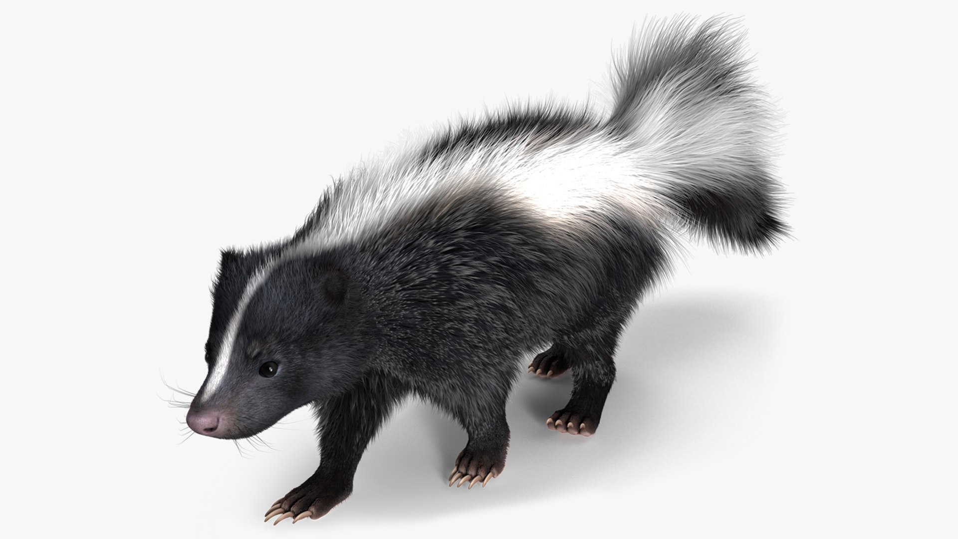 3D Walk Skunk Fur model - TurboSquid 2107284