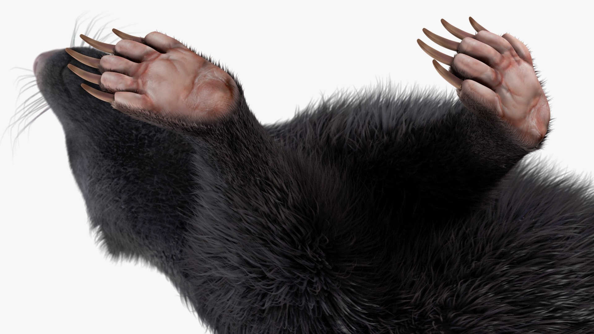 3D Walk Skunk Fur model https://p.turbosquid.com/ts-thumb/75/6wgBNp/bn/walkskunkfur3dmodel009/jpg/1691365982/1920x1080/fit_q87/6d4ae672819f95b8d049efcd15454c77180ee095/walkskunkfur3dmodel009.jpg