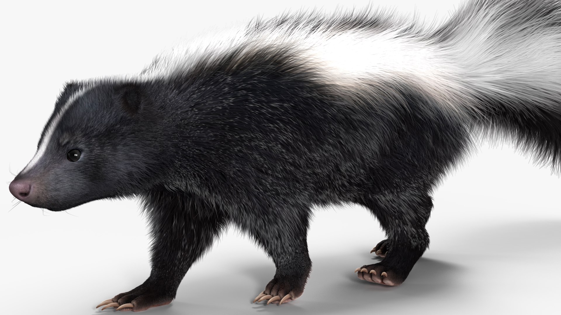 3D Walk Skunk Fur model - TurboSquid 2107284