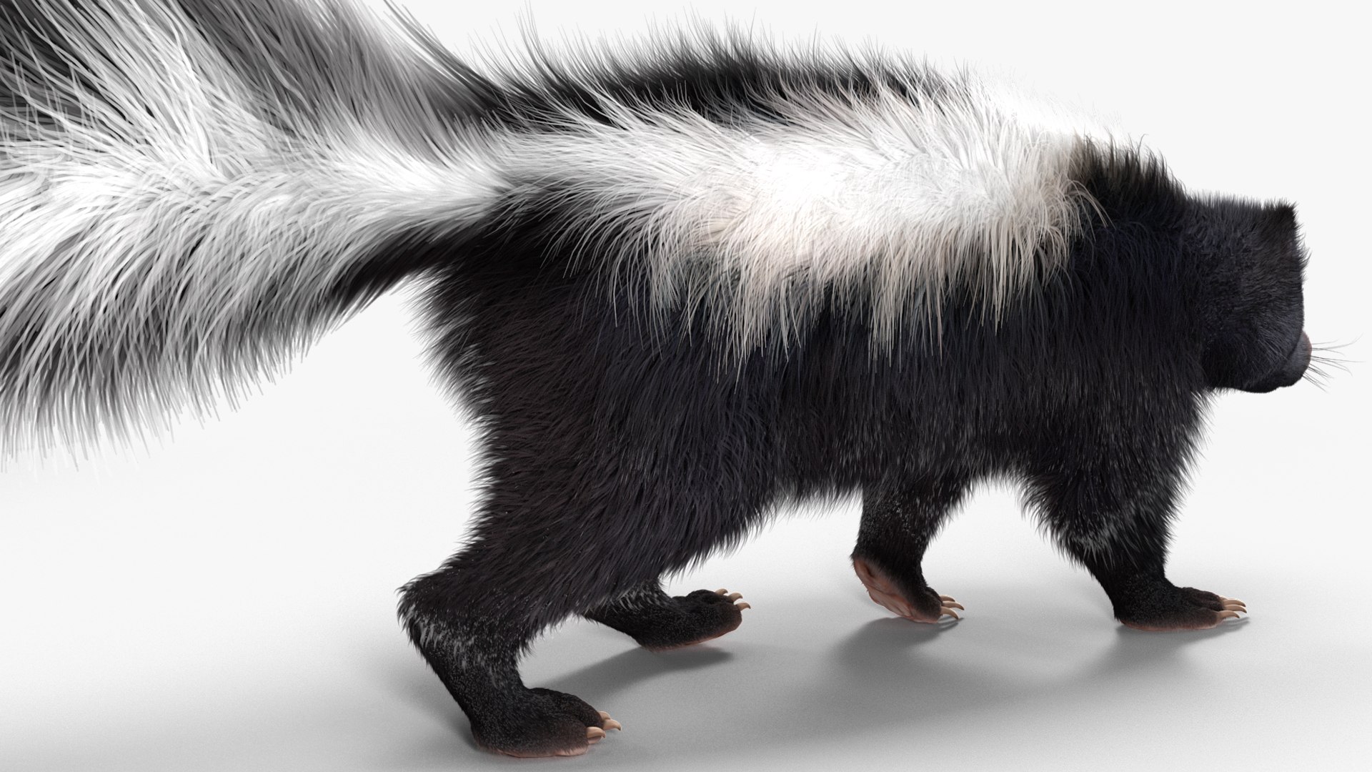 3D Walk Skunk Fur model - TurboSquid 2107284