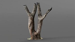 Tree Trunks