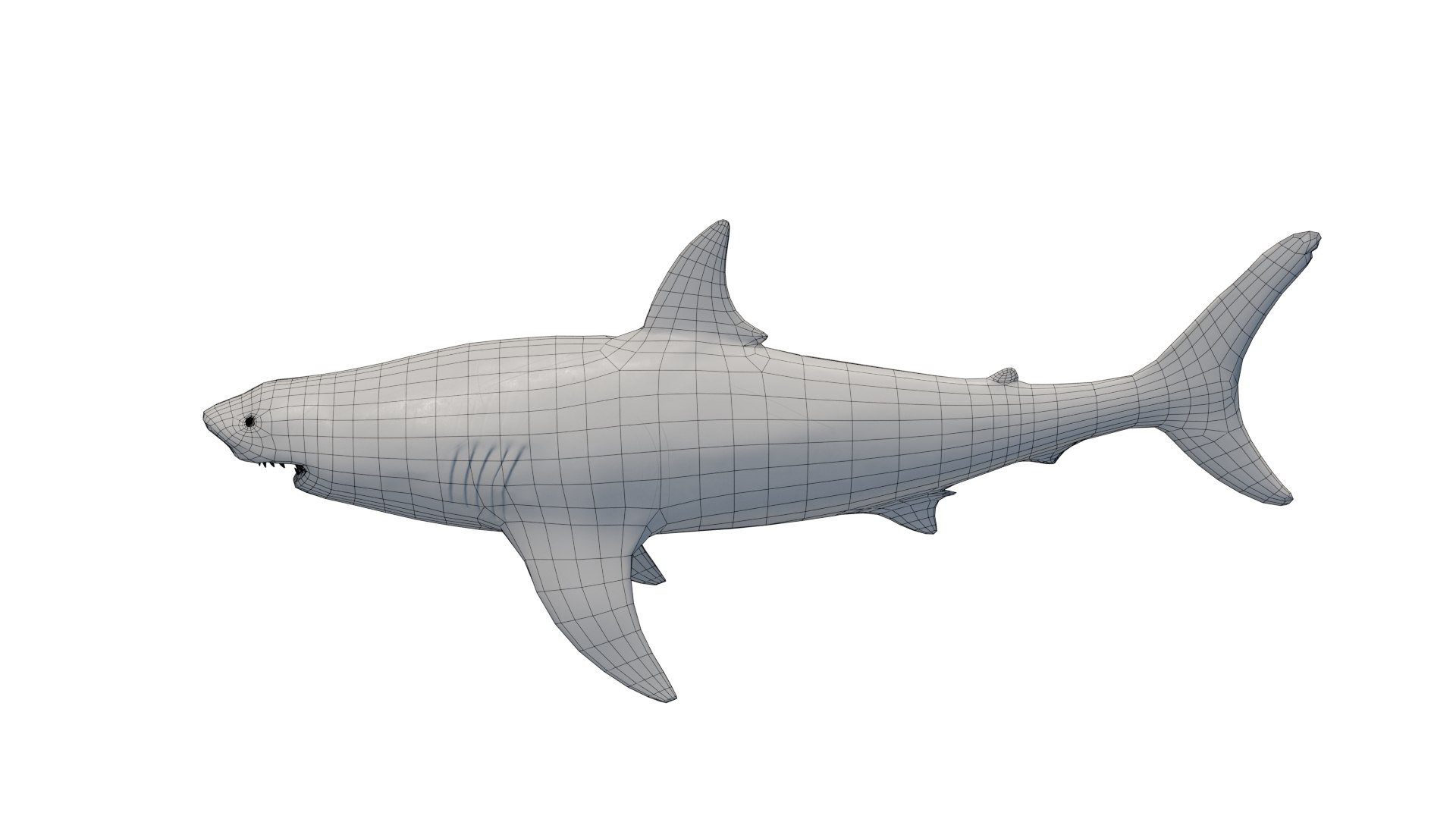 3D Great White Shark Rigged and Animation in Blender model - TurboSquid  2009398