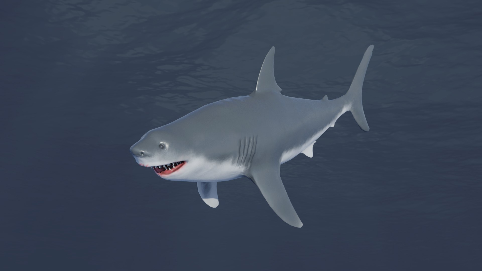 3D Great White Shark Rigged and Animation in Blender model - TurboSquid  2009398