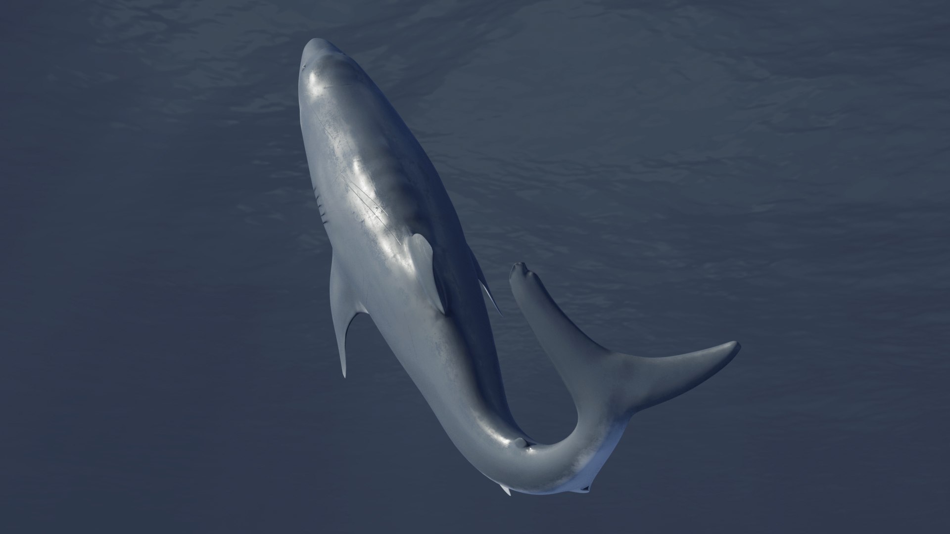 3D Great White Shark Rigged and Animation in Blender model - TurboSquid  2009398