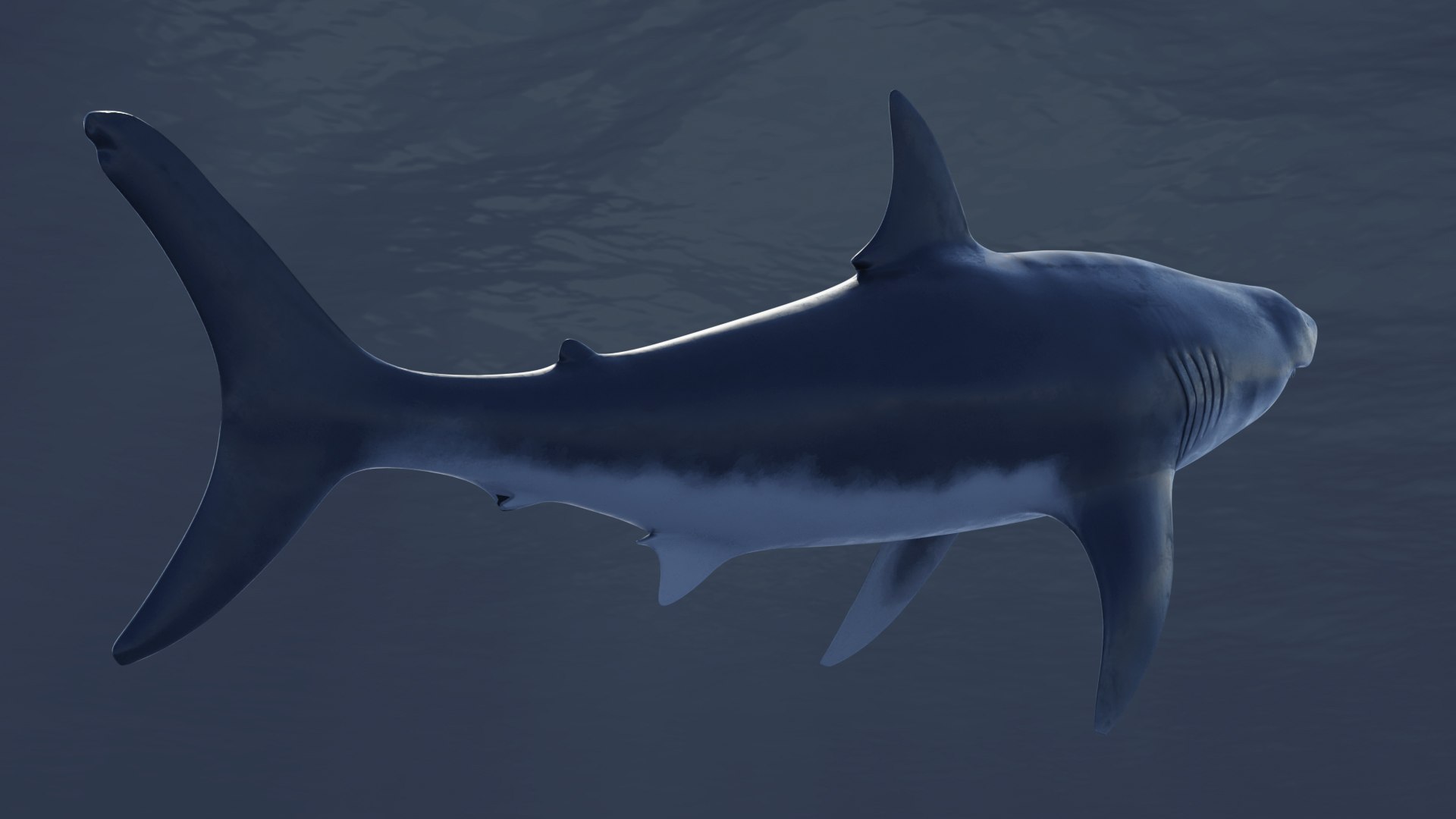 3D Great White Shark Rigged in Blender - TurboSquid 2009419