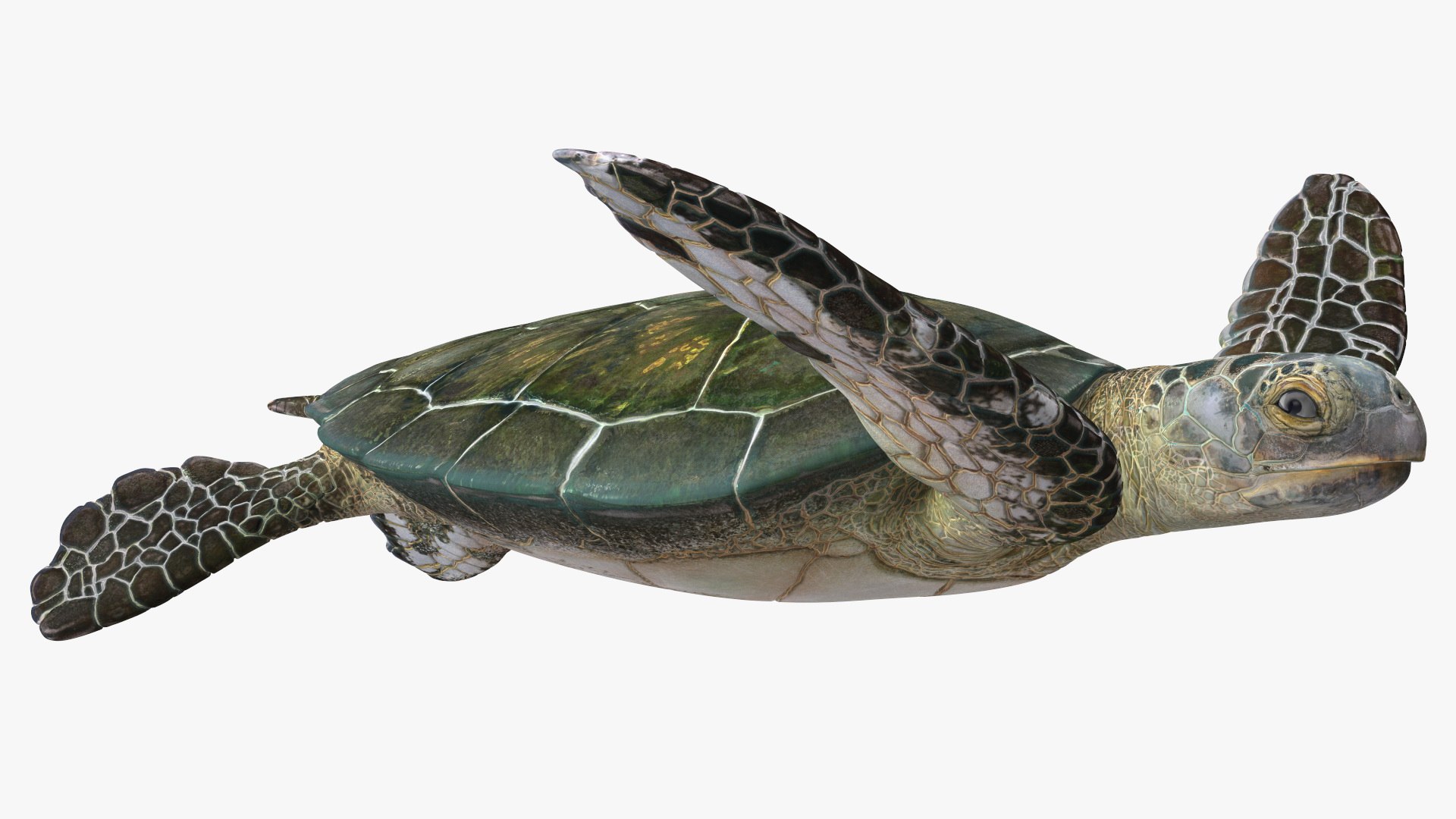 3D Realistic Sea Turtle Rigged - TurboSquid 2217441