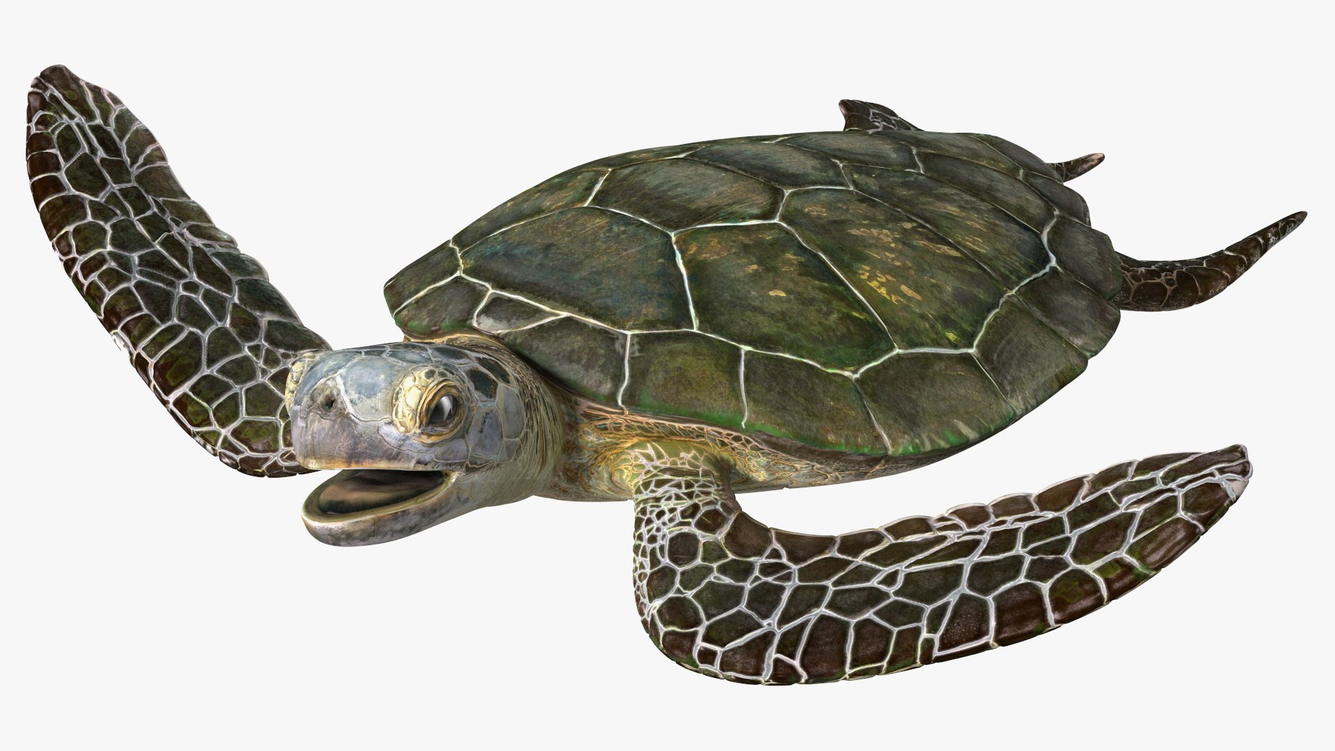 Realistic Sea Turtle Rigged 3D model preview