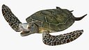 Realistic Sea Turtle Rigged