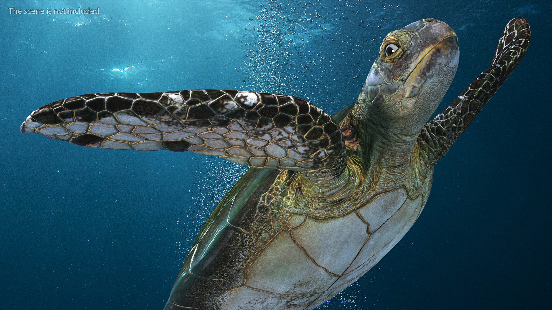 3D Realistic Sea Turtle Rigged - TurboSquid 2217441
