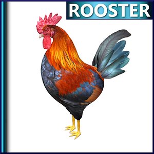 Rooster
