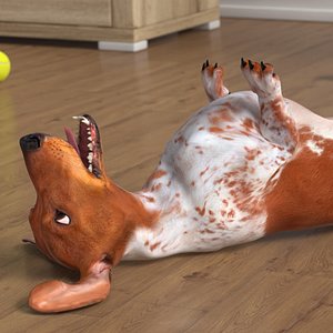 Domestic Dachshund with Dapple Coat on Back