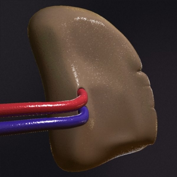 3d realistic human spleen model