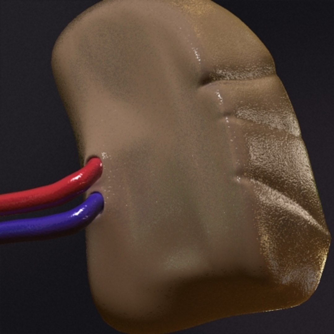 3d Realistic Human Spleen Model