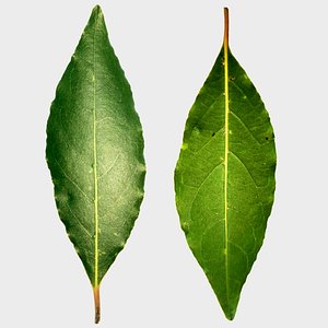 Leafs of Laurus nobilis Bonsai Tree 3D model Low-poly 3D model Low-poly 3D model