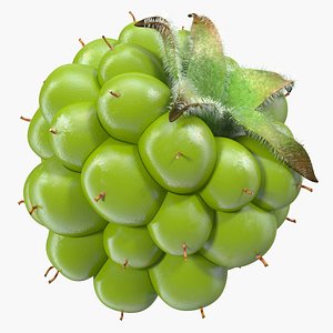 3D unripe green blackberry berry
