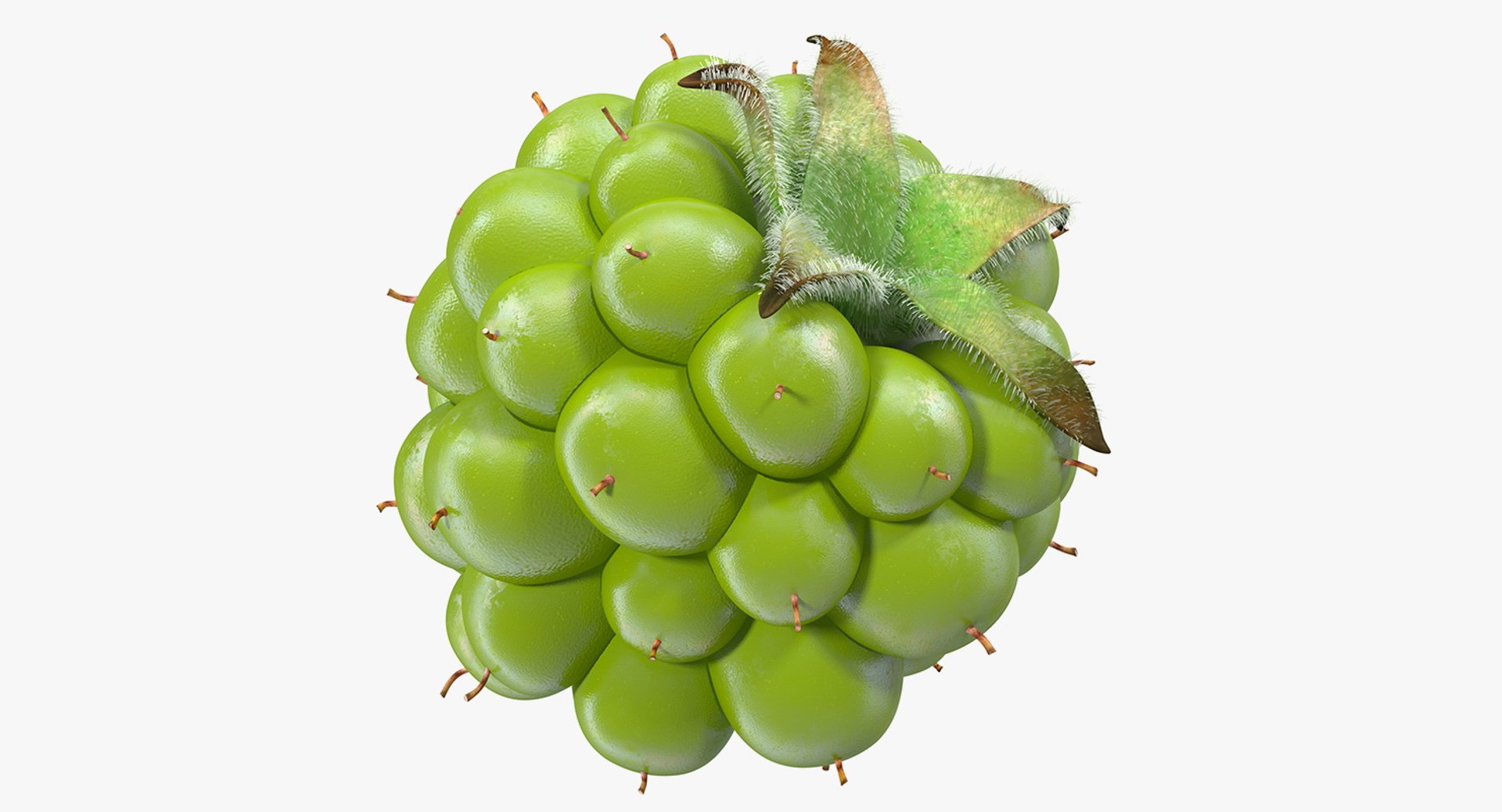Unripe Green Blackberry with Fur 3D Model 3D model preview