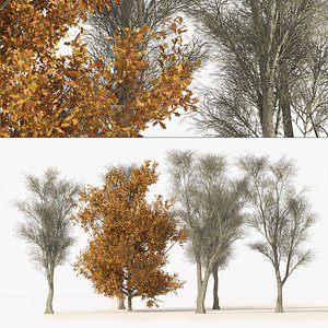 3D Winter  White oak trees