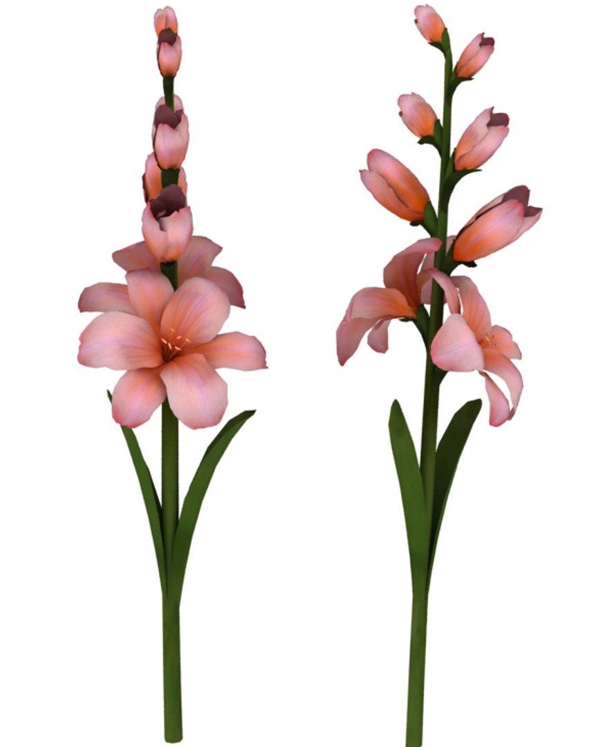3d flowers v3 https://p.turbosquid.com/ts-thumb/76/HWutR7/FwdWdoRG/flowers_collection_v3_045/jpg/1269287379/1920x1080/fit_q87/e779b4b76df4a360e748aac889f3080c0b2a6ddc/flowers_collection_v3_045.jpg