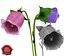 Coleção flores v3