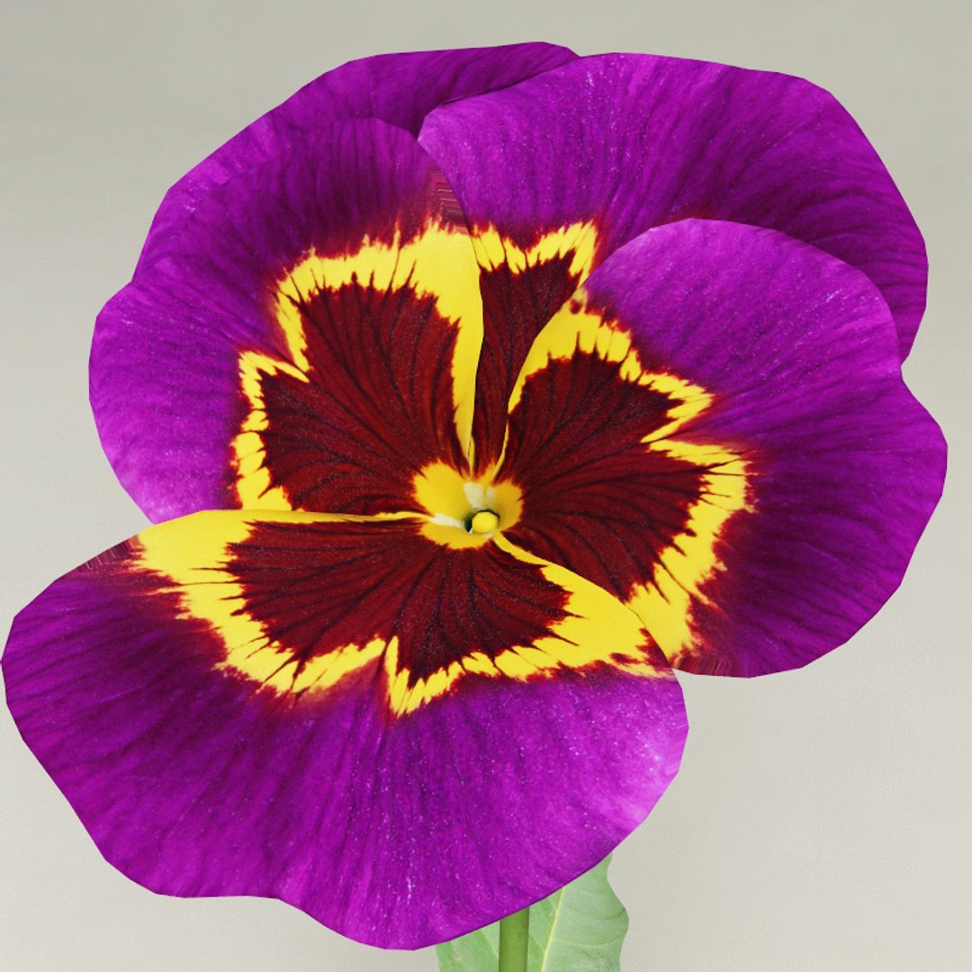 3d flowers v3 https://p.turbosquid.com/ts-thumb/76/HWutR7/m1OuI52t/flowers_collection_v3_081/jpg/1269287385/1920x1080/fit_q87/c11e8643d2931e758fc659c5cf449133c4f46b2e/flowers_collection_v3_081.jpg