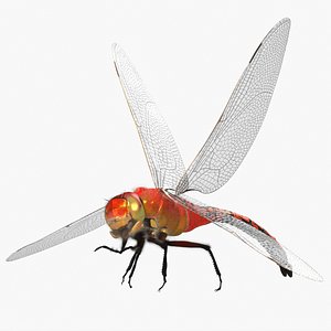 Red Dragonfly Fur Rigged model