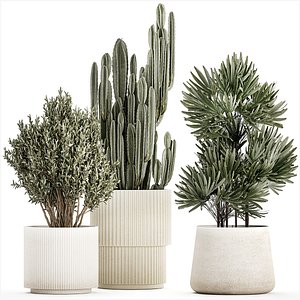 Beautiful Cereus and Olive plant in a flower pot 1248 model