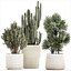 Beautiful Cereus and Olive plant in a flower pot 1248