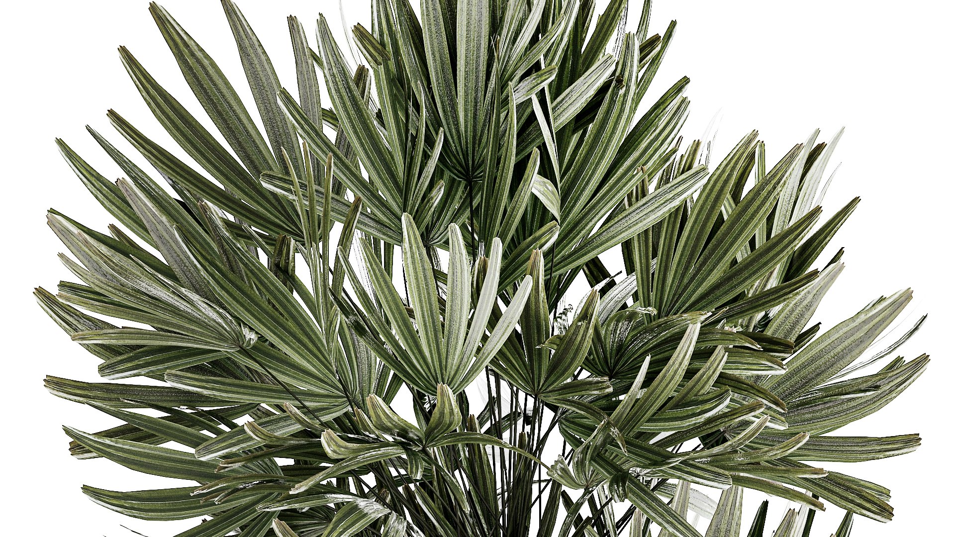 Beautiful Cereus and Olive plant in a flower pot 1248 model https://p.turbosquid.com/ts-thumb/76/SHzEZ3/Sy/1zamioculcasset2003202307/jpg/1679919024/1920x1080/fit_q87/3c31cdf6bd8ca82b26c220ca1e275663410b4ea7/1zamioculcasset2003202307.jpg