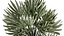 Beautiful Cereus and Olive plant in a flower pot 1248