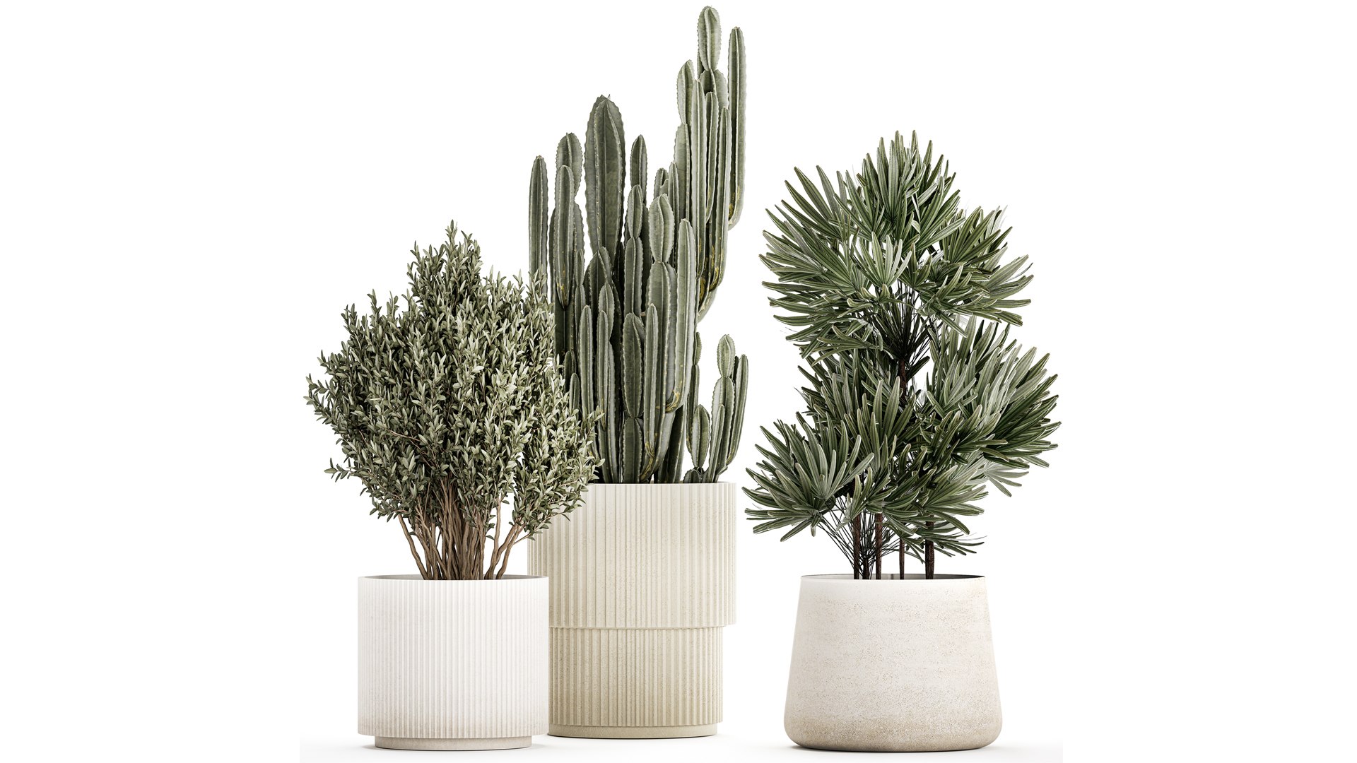 Beautiful Cereus and Olive plant in a flower pot 1248 model https://p.turbosquid.com/ts-thumb/76/SHzEZ3/Ys/1zamioculcasset2003202304/jpg/1679919024/1920x1080/fit_q87/9d80e228234d96f3b4434f46088adb143c24a693/1zamioculcasset2003202304.jpg