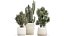 Beautiful Cereus and Olive plant in a flower pot 1248