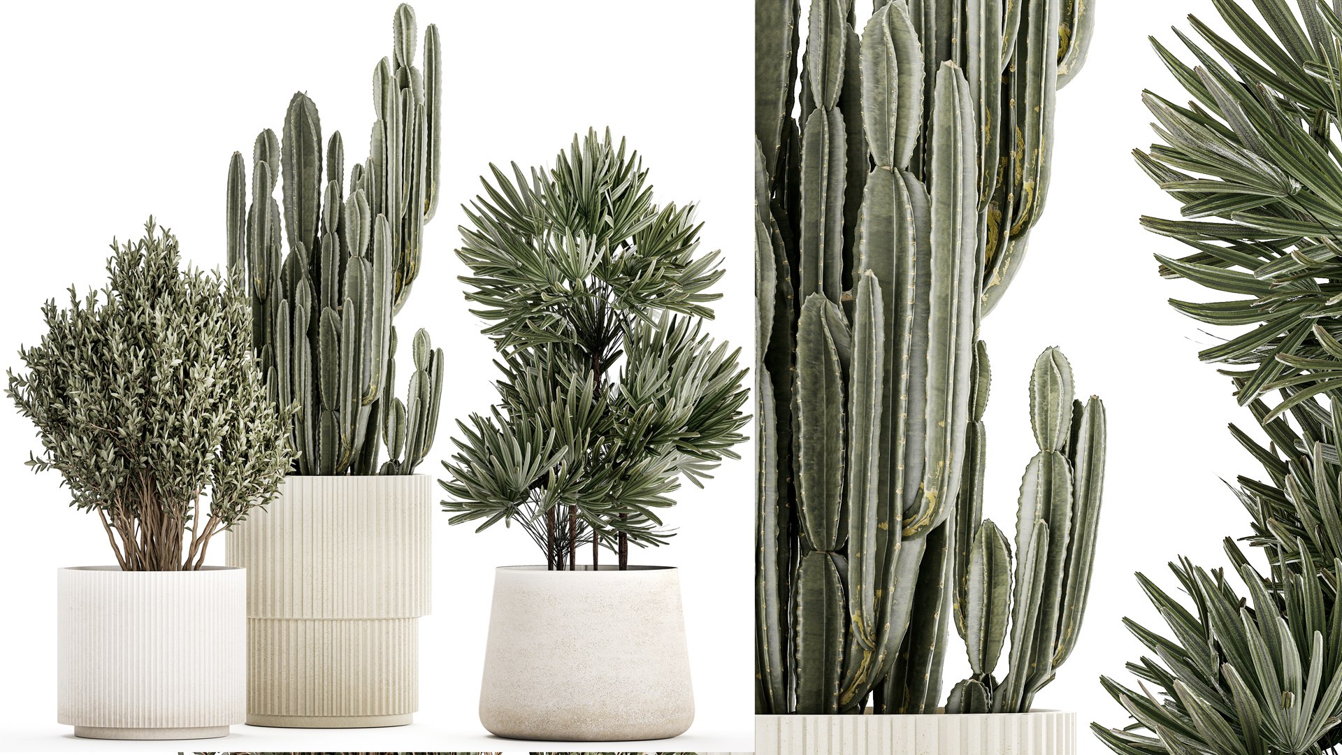 Beautiful Cereus and Olive plant in a flower pot 1248 model https://p.turbosquid.com/ts-thumb/76/SHzEZ3/ji/1zamioculcasset2003202303/jpg/1679919022/1920x1080/fit_q87/98374ef7a6130eb00cc73c5a2bf405a1ac78cc6f/1zamioculcasset2003202303.jpg