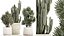 Beautiful Cereus and Olive plant in a flower pot 1248