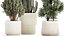 Beautiful Cereus and Olive plant in a flower pot 1248