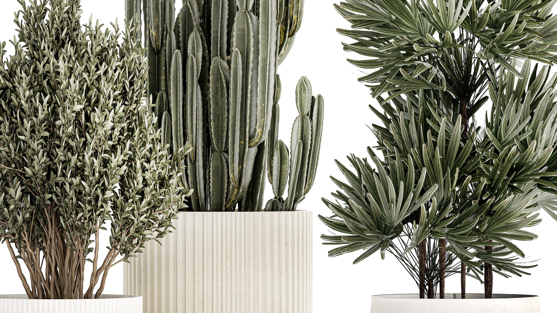 Beautiful Cereus and Olive plant in a flower pot 1248 model https://p.turbosquid.com/ts-thumb/76/SHzEZ3/nD/1zamioculcasset2003202306/jpg/1679919025/1920x1080/fit_q87/c9fe86cecbf449b91493ca08172058dc542e6d5f/1zamioculcasset2003202306.jpg