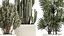 Beautiful Cereus and Olive plant in a flower pot 1248