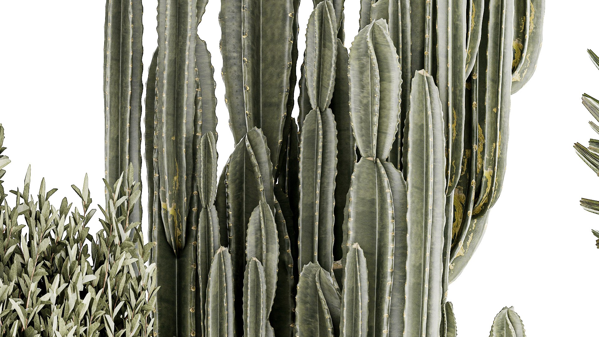 Beautiful Cereus and Olive plant in a flower pot 1248 model https://p.turbosquid.com/ts-thumb/76/SHzEZ3/uF/1zamioculcasset2003202308/jpg/1679919033/1920x1080/fit_q87/167dfb0c49dc027a3e9a74ebd1cf0c1d27ccdf10/1zamioculcasset2003202308.jpg