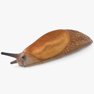 3D Slug Dusky Arion Rigged
