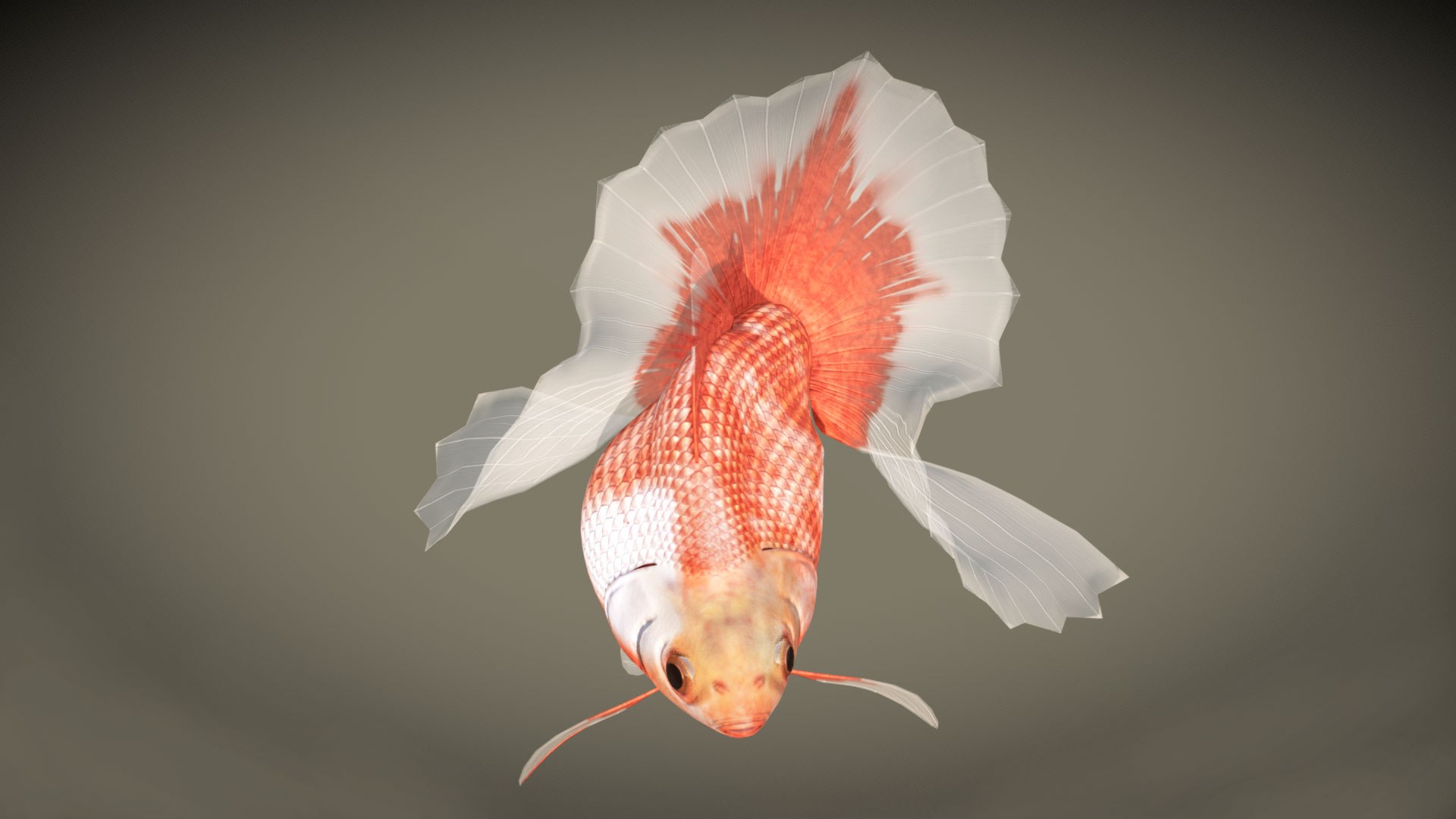 3D model fish goldfish https://p.turbosquid.com/ts-thumb/76/TxPw8l/Dm/preview04/jpg/1608573846/1920x1080/fit_q87/e17b5daa701f95604294ef91280dda2a9a59c9e5/preview04.jpg